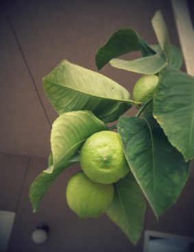 I promise they are lemons