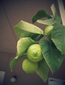 I promise they are lemons